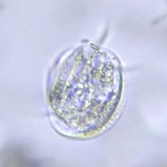 Euplotida