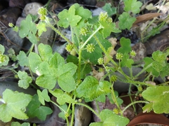 Hydrocotyle acutiloba
