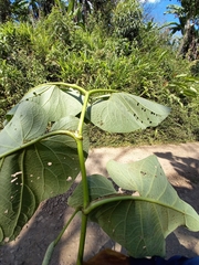 Piper auritum