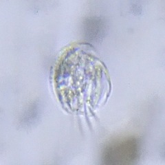 Euplotida