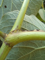Piper auritum