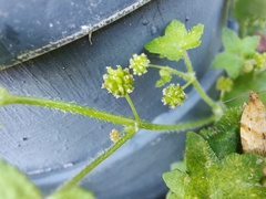 Hydrocotyle acutiloba