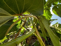 Piper auritum