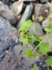 Hydrocotyle acutiloba