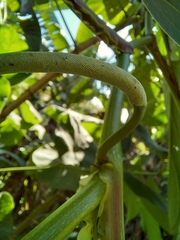 Piper auritum