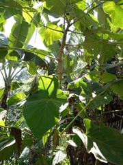 Piper auritum