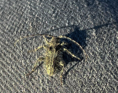 Lophopogonius crinitus