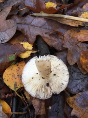 Russula