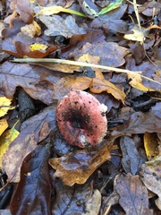 Russula