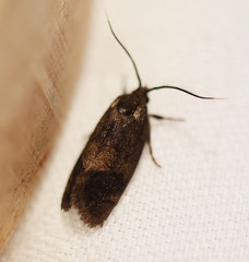 Pycnocera hypoxantha