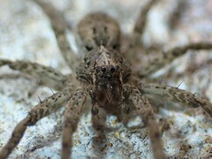 Ornodolomedes