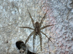 Ornodolomedes