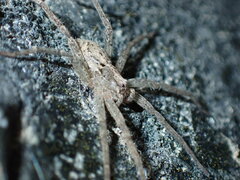 Ornodolomedes
