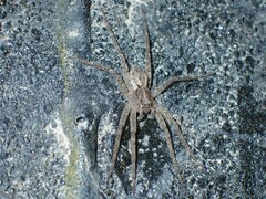 Ornodolomedes
