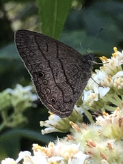 Hermeuptychia hermes