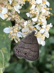 Hermeuptychia hermes