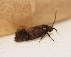 Pycnocera hypoxantha