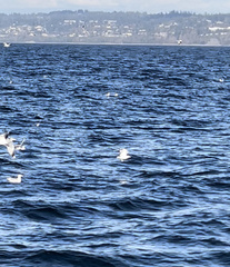 Larus brachyrhynchus