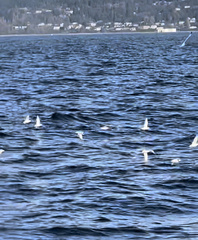 Larus brachyrhynchus