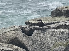 Cinclodes nigrofumosus