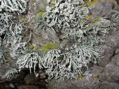 Ramalina cuspidata