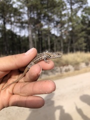 Sceloporus brownorum