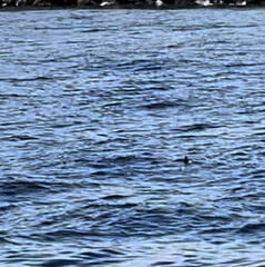 Cerorhinca monocerata