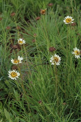 Berkheya zeyheri