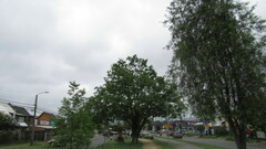 Enicognathus leptorhynchus