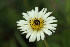 Berkheya zeyheri