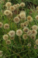 Parapolydora gerrardii