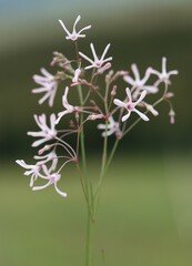 Brachystelma rubellum