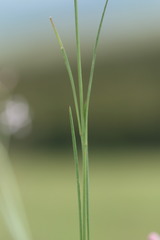 Brachystelma rubellum