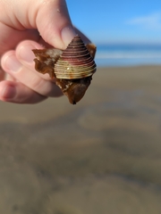 Calliostoma ligatum