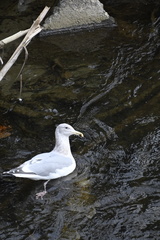 Larus glaucescens × occidentalis