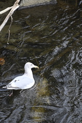 Larus glaucescens × occidentalis
