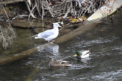 Larus glaucescens × occidentalis