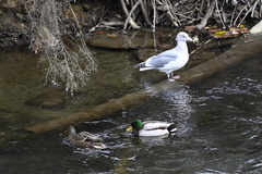 Larus glaucescens × occidentalis