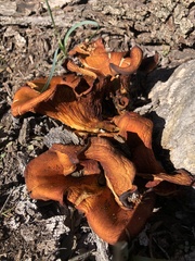 Omphalotus