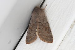 Orthosia populeti