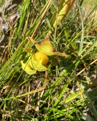 Sarracenia minor