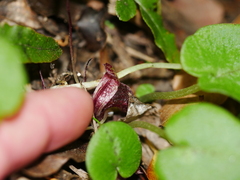 Corybas macranthus