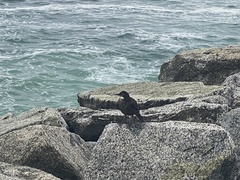 Cinclodes nigrofumosus