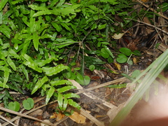 Corybas macranthus