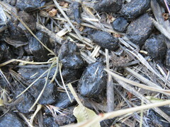 Cervus elaphus