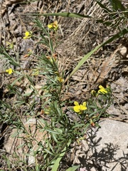 Acmispon wrightii