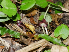 Corybas macranthus