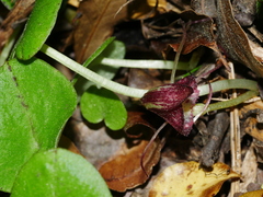 Corybas macranthus