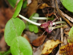 Corybas macranthus