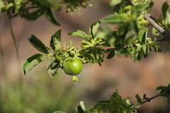 Vangueria macrocalyx